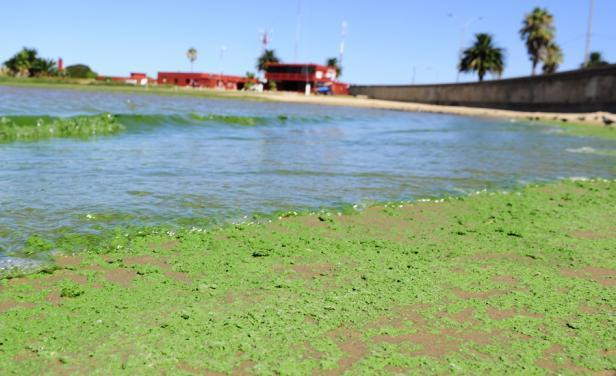 Playa de Uruguay con cianobacterias (El Pais)