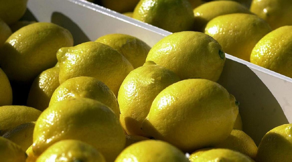 Cítricos, limones