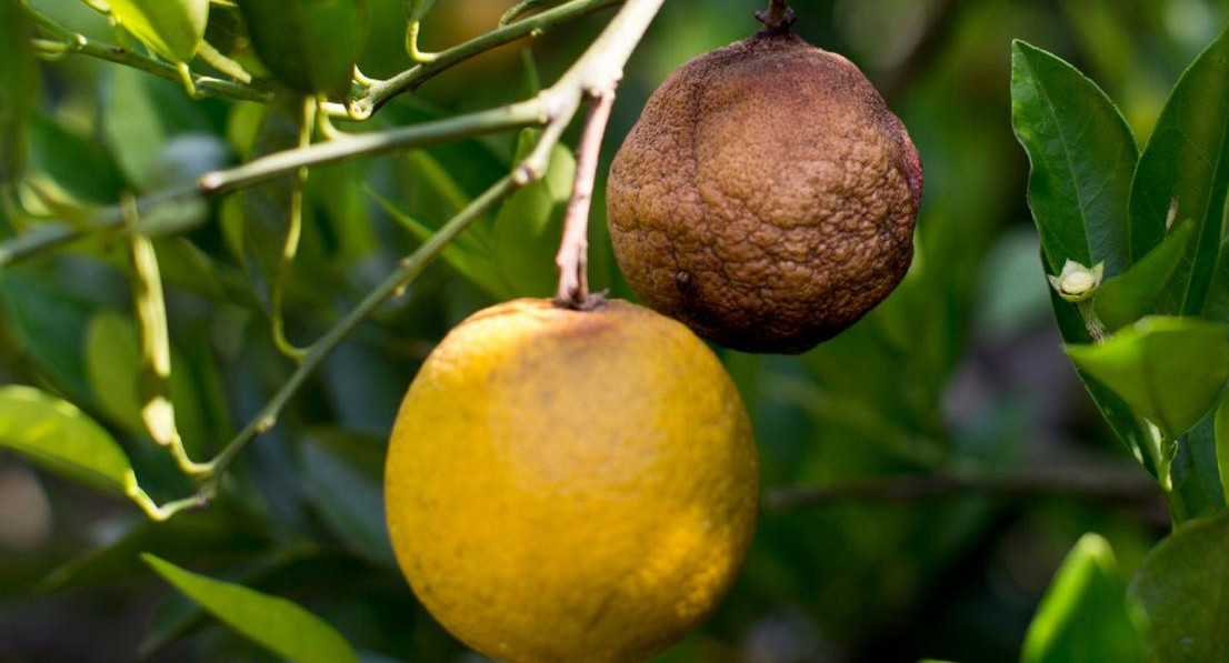 HLB, enfermedad que afecta a los cítricos