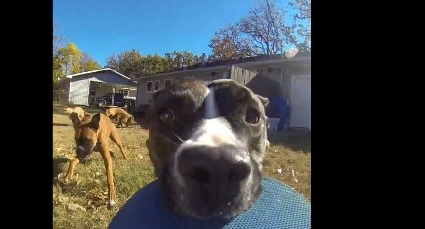 Video viral - perro GoPro