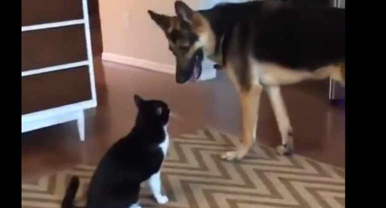 Perro y gato - video viral