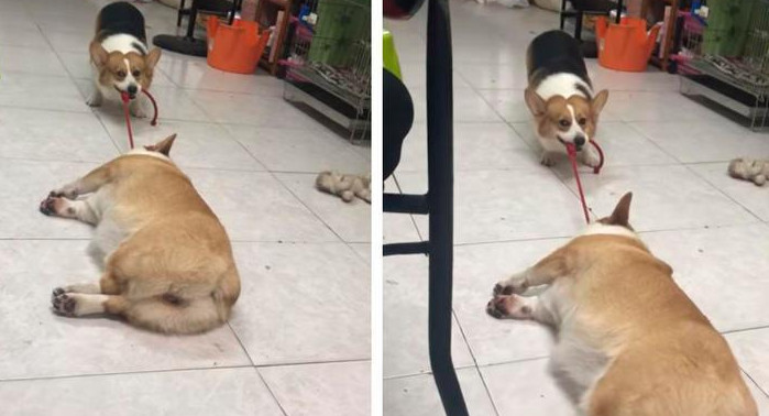 Perro saca a pasear a un su amigo