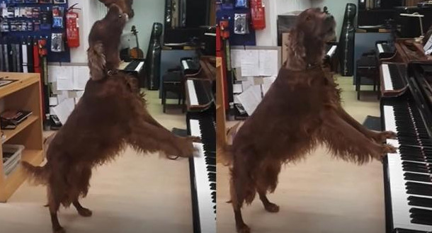 Perro  video viral - piano