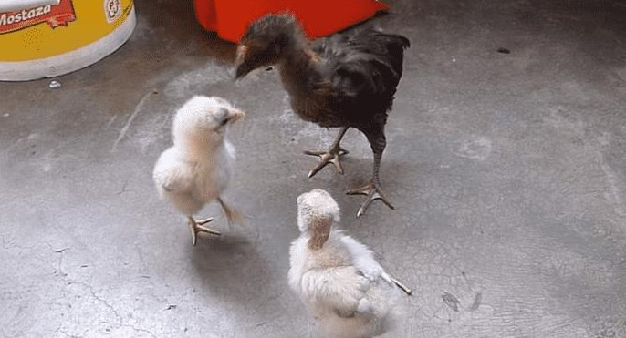 Video viral - gallina y pollitos