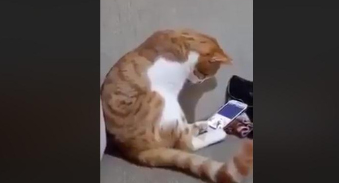 Video viral: gato que extraña a su dueña