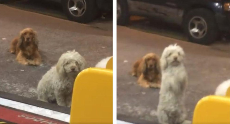 Perrito pide comida