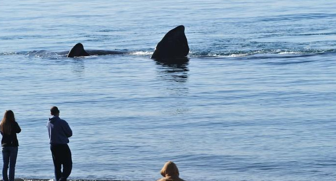 Ballenas - Puerto Madryn