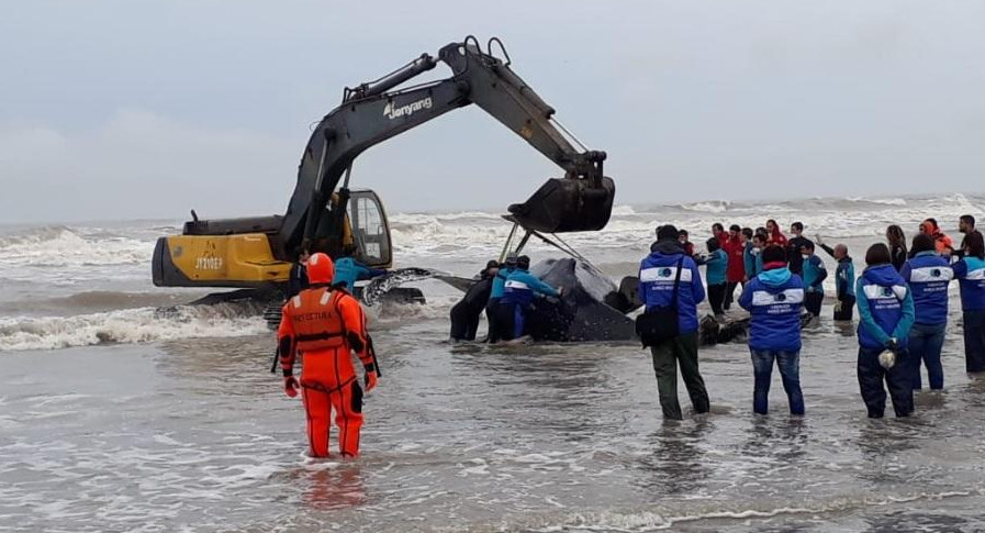 Ballena encallada en Mar del Tuyu