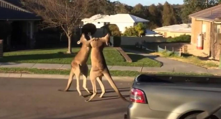 Pelea de Canguros