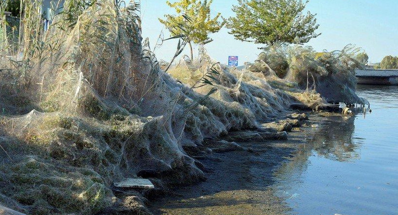 Telaraña gigante cubre una playa de Grecia