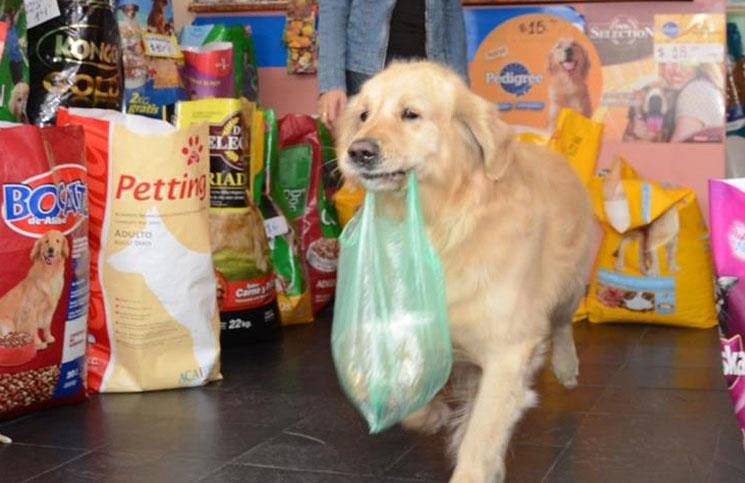 Murió Buddy, el perro canillita que compraba su propio alimento