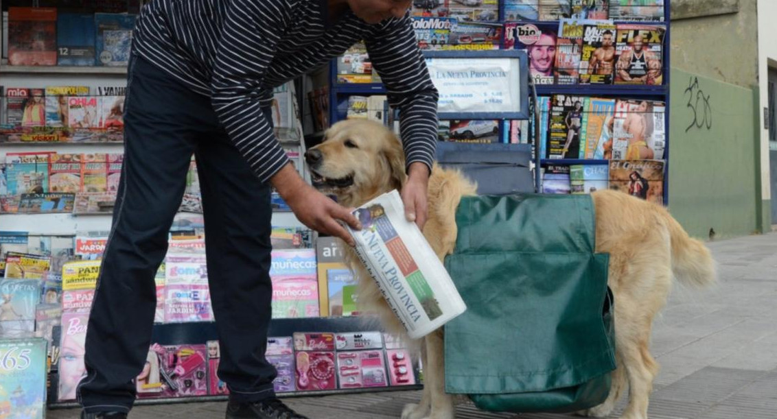 Murió Buddy, el perro canillita que compraba su propio alimento