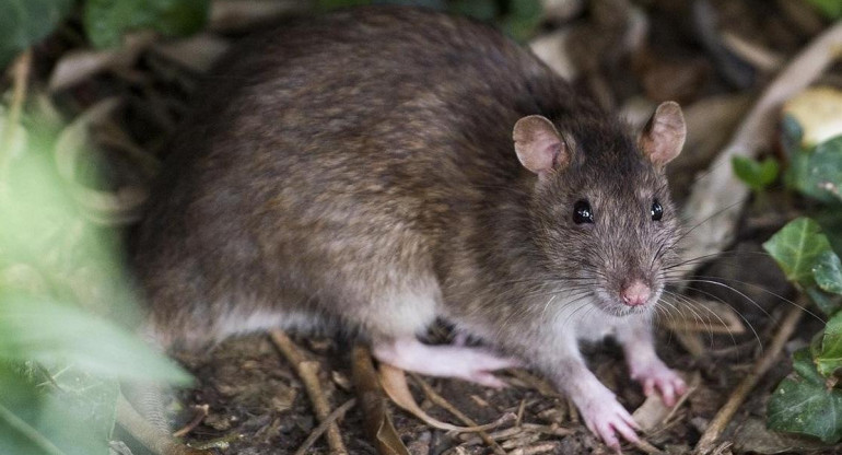 Hantavirus