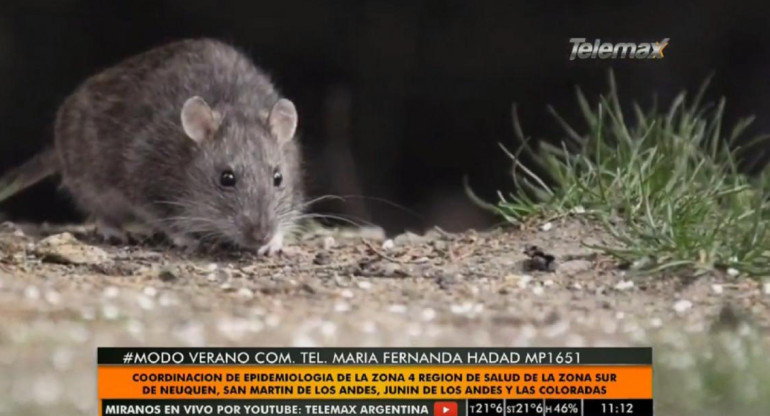 Hantavirus, Radio Latina, María Fernanda Hadad, ratas, salud