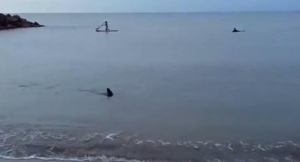 Tiburón en la costa de Santa Clara del Mar