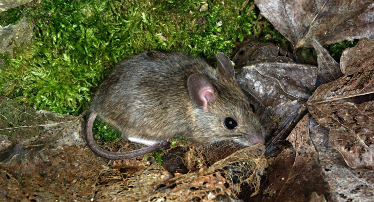 Hantavirus, ratas, ratones