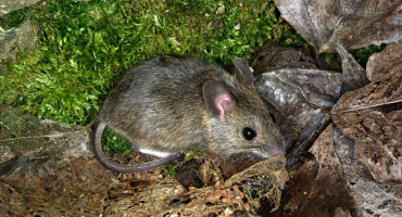 Hantavirus, ratas, ratones