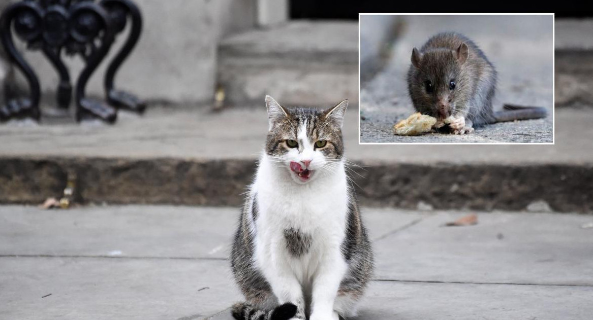 Gato, Rata, Ratón, animales, hantavirus