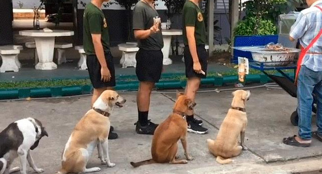 Video viral - perros