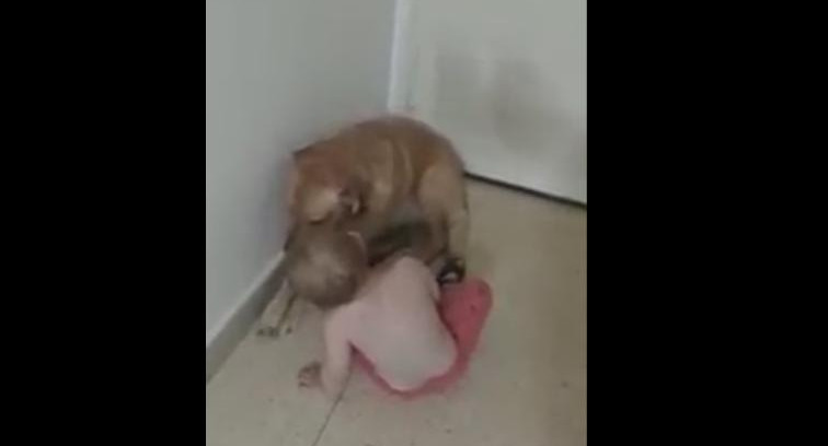 Video viral - perro y bebé