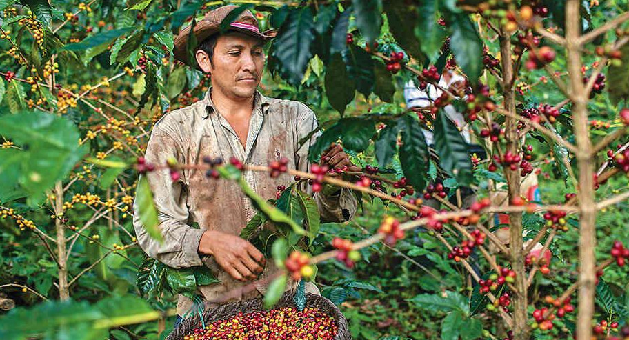 Cafeteros colombianos - Productores