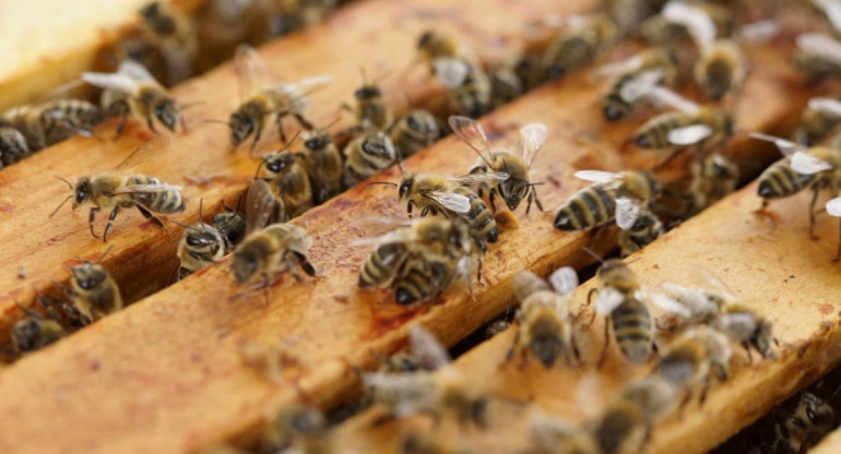 Investigadores descubren el primer nido de abejas de plástico