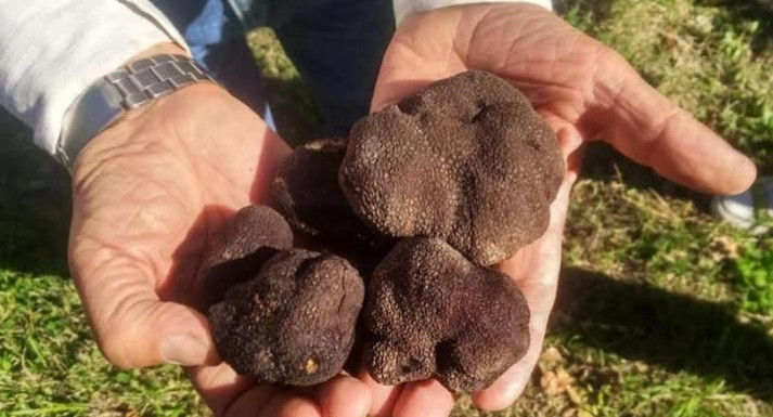 Trufas negras cosechadas en Río Negro