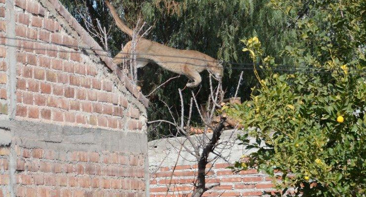 Puma, Neuquén