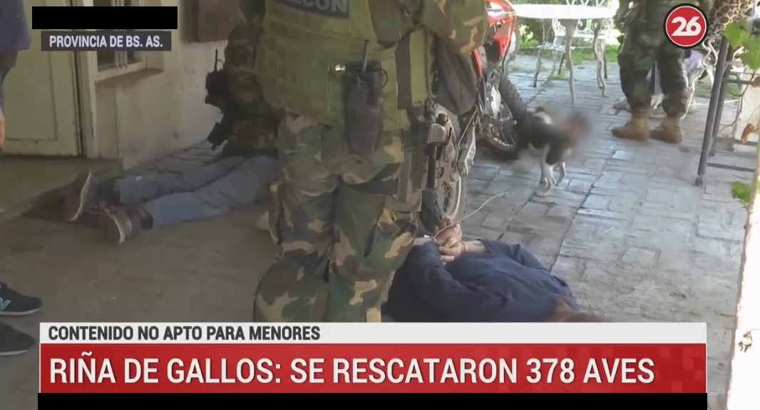 Operativo, riñas de gallos, Canal 26