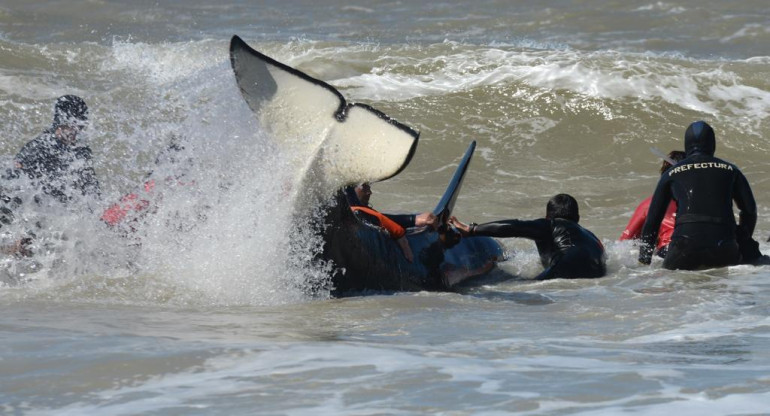 Rescate de orca varada en Mar Chiquita