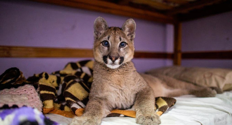 Cachorro puma, Mataderos