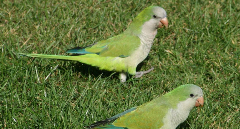 Cotorras argentinas, 