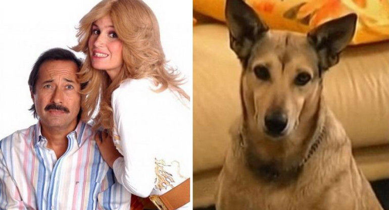 Fatiga, perro de Casados con hijos