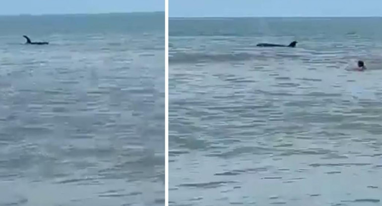 Orcas en Monte Hermoso