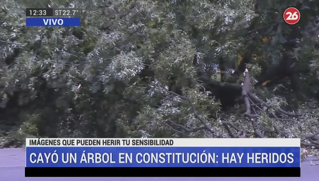 Caída de árbol en Constitución, captura Canal 26