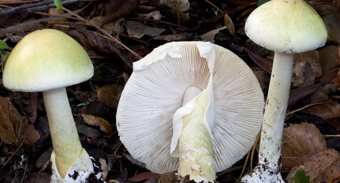 Amanita phalloides