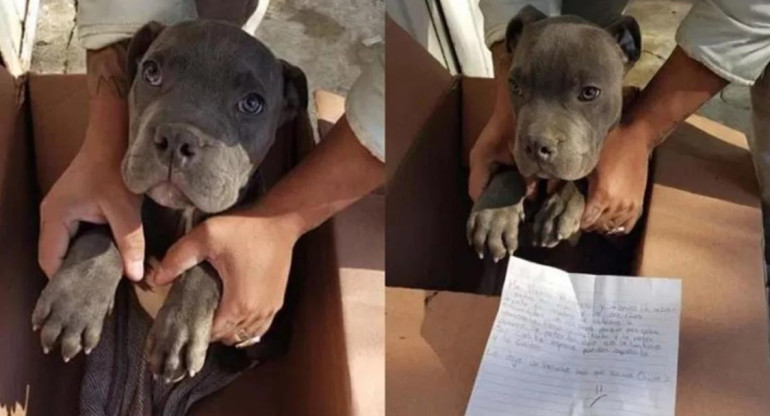 Perrito abandonado en México