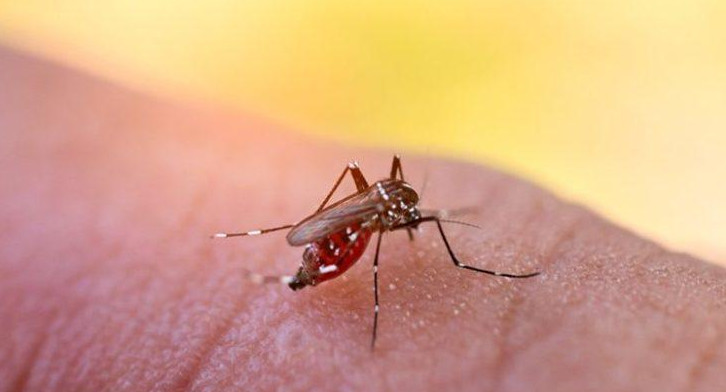 Dengue, mosquito, salud