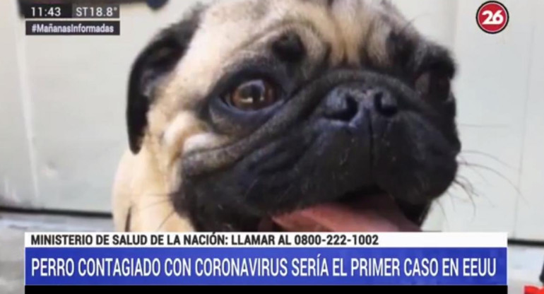 Perro infectado de coronavirus en EEUU, nota Canal 26