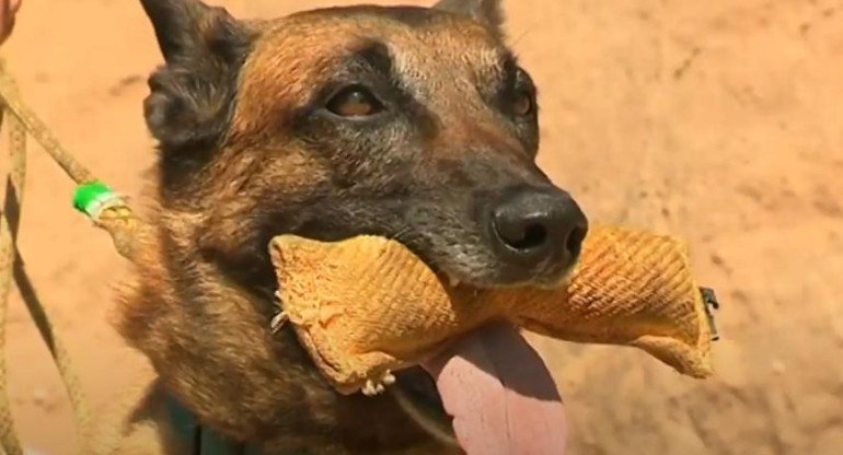 Coronavirus, Italia, entrenamiento de perros para detectar Covid-19, EuroNews