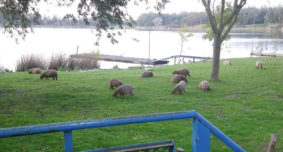 Coronavirus, Argentina, carpinchos en Laguna de los Padres, Mar del Plata