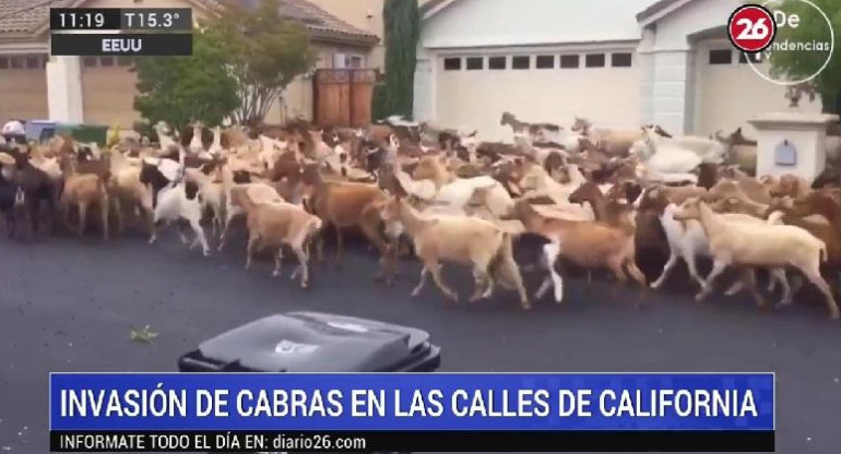 Invasión de cabras en California