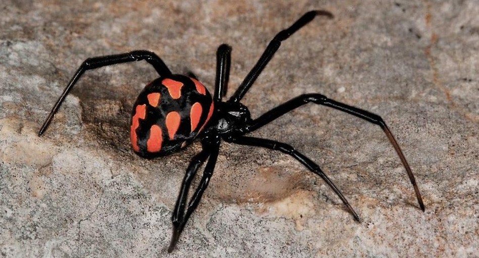 Araña, Viuda negra