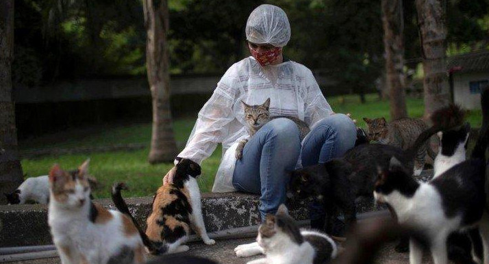 Parásito que ingresa al ser humano a través de gatos 