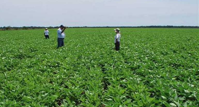 Cultivos en Colombia