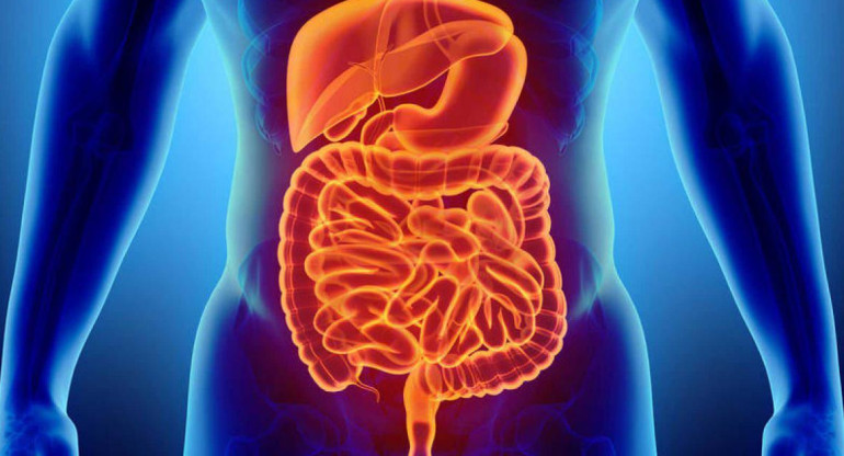 Intestino, salud, medicina, médicos