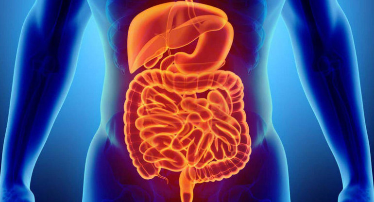 Intestino, salud, medicina, médicos