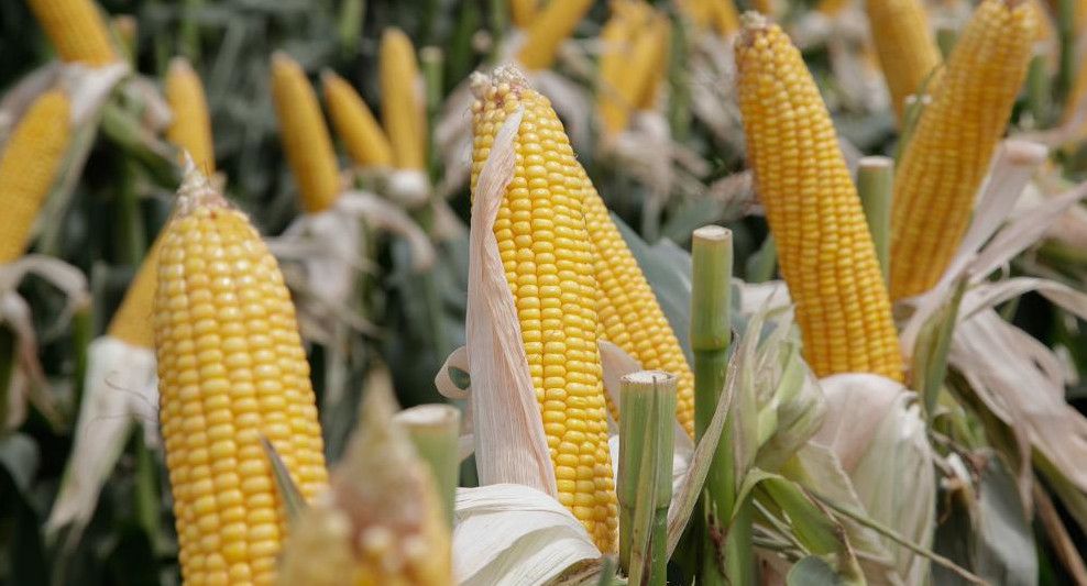 Maíz, campo, plantaciones de maíz, Foto NA