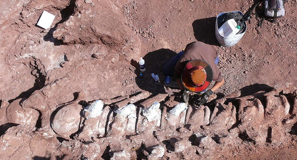 Restos fósiles de un dinosaurio en Neuquén