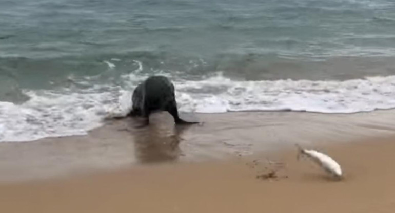 Video: Un pez escapa de una foca dando saltos por la playa